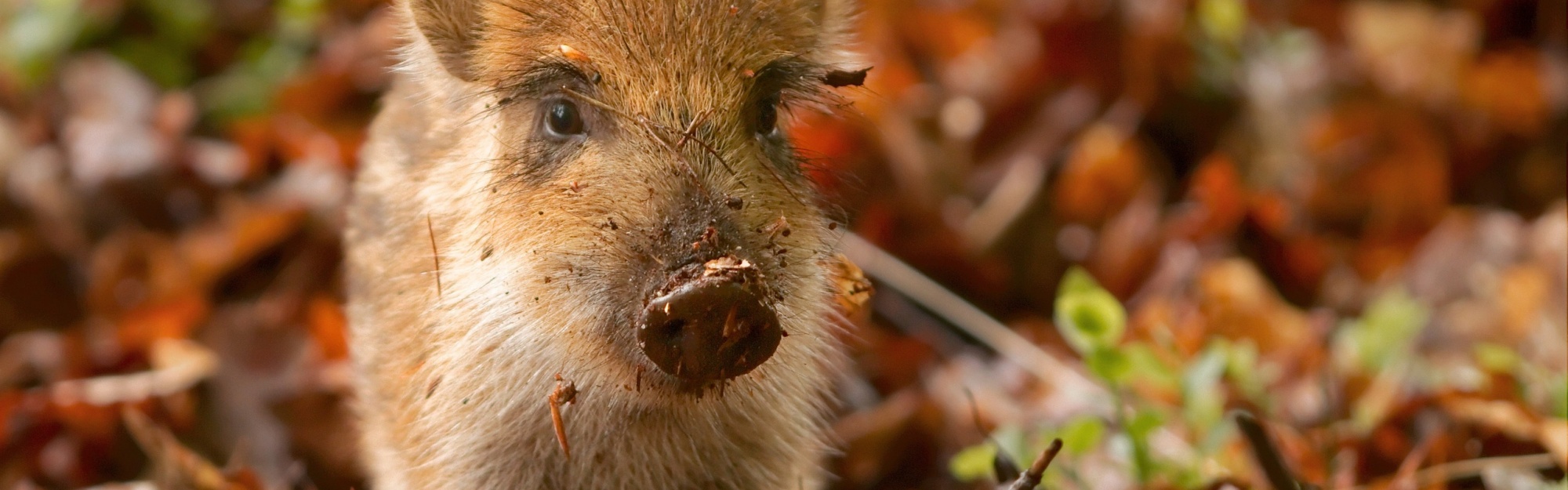 Pig And Autumn Leaves