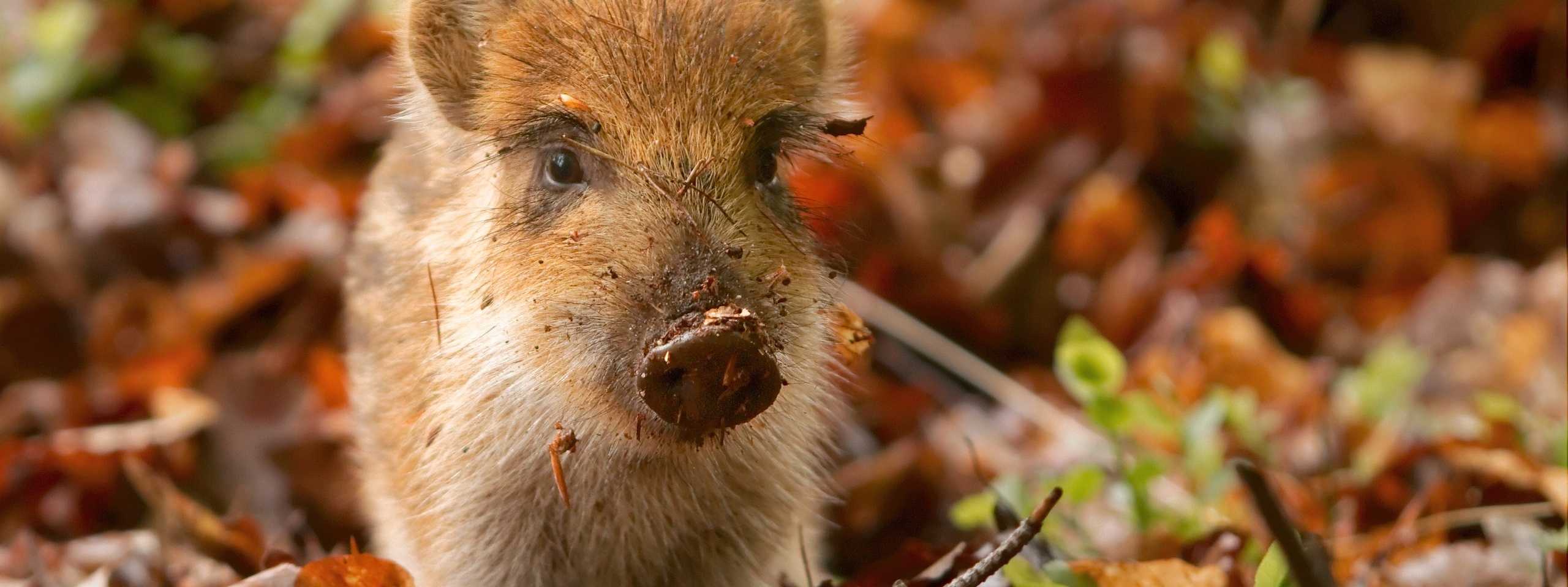 Pig And Autumn Leaves