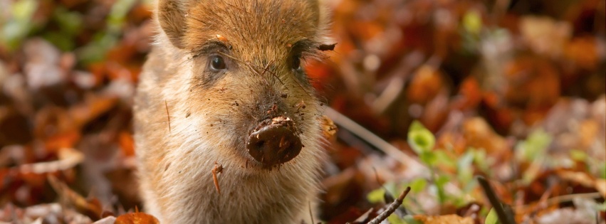 Pig And Autumn Leaves