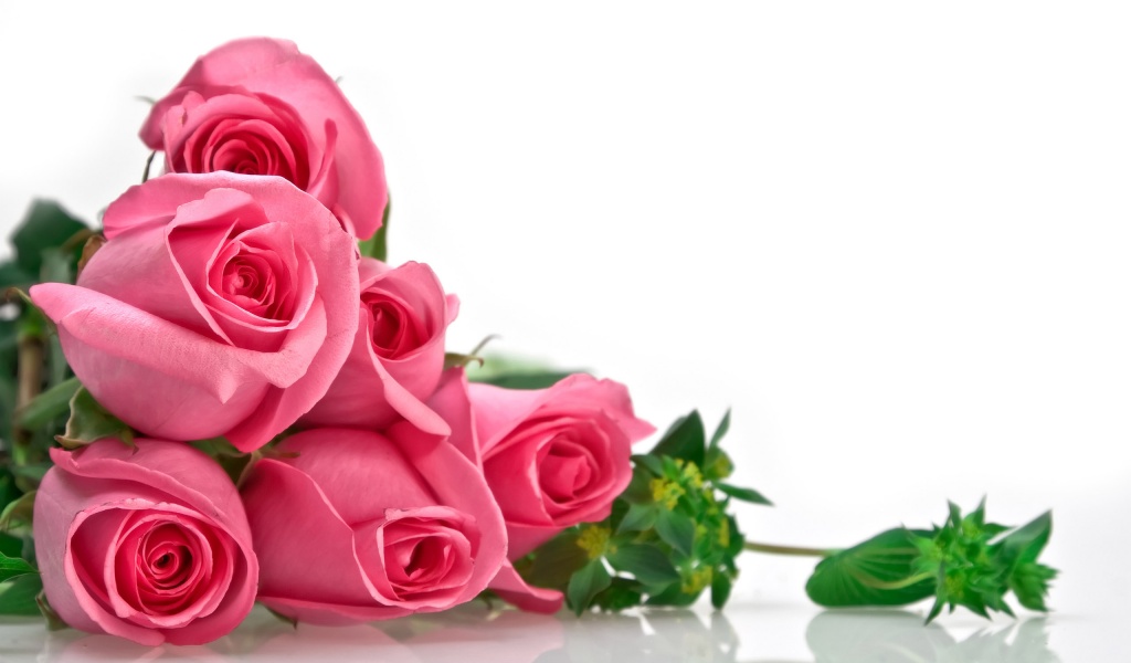 Pink Roses