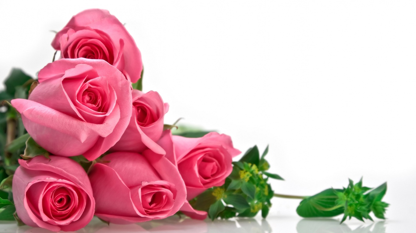 Pink Roses