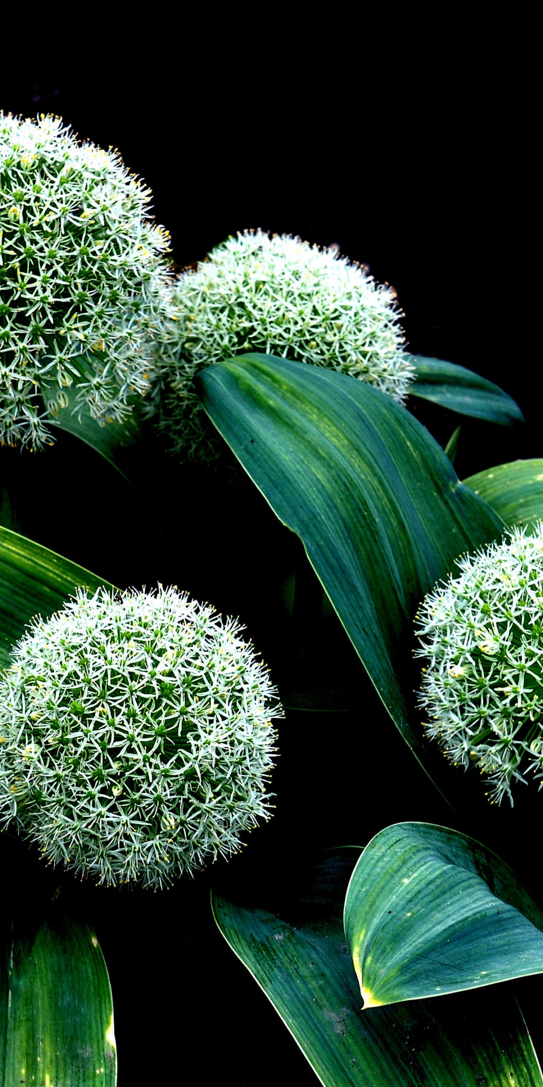 Plant Allium Karataviense