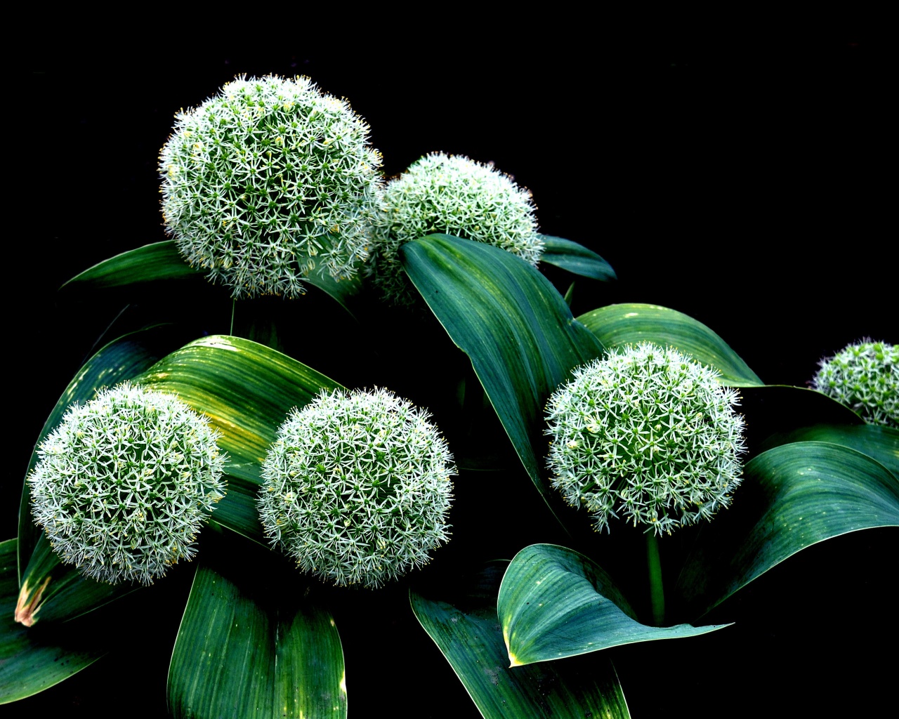 Plant Allium Karataviense