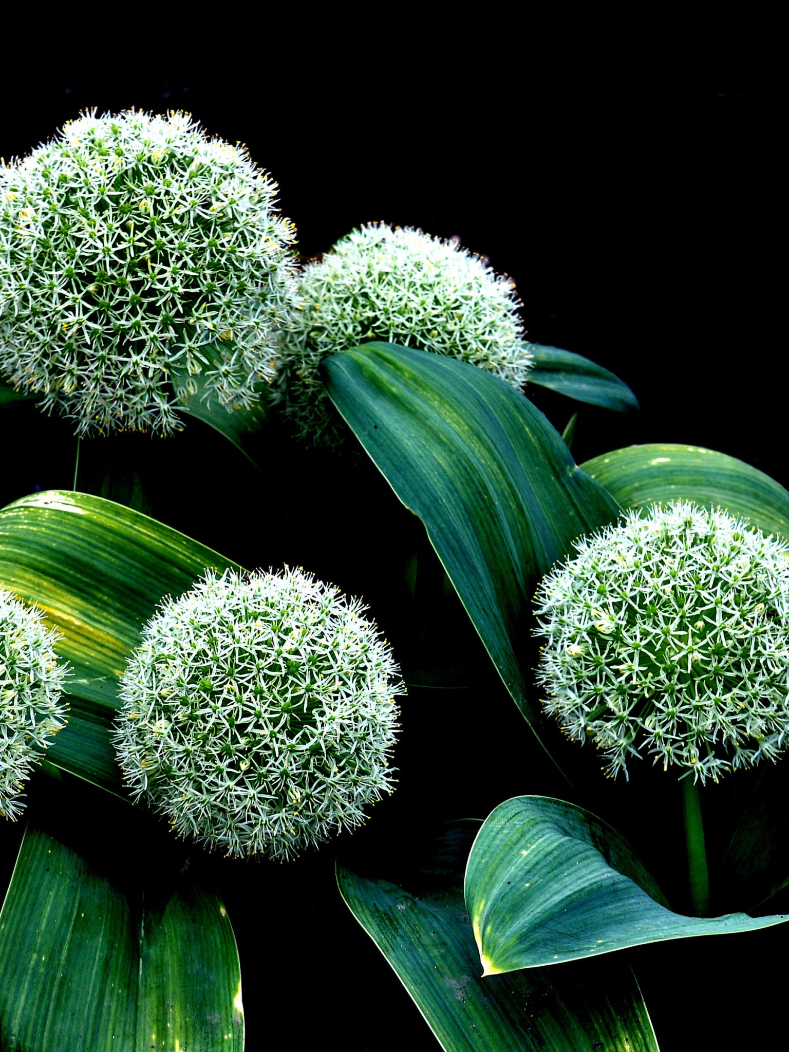 Plant Allium Karataviense