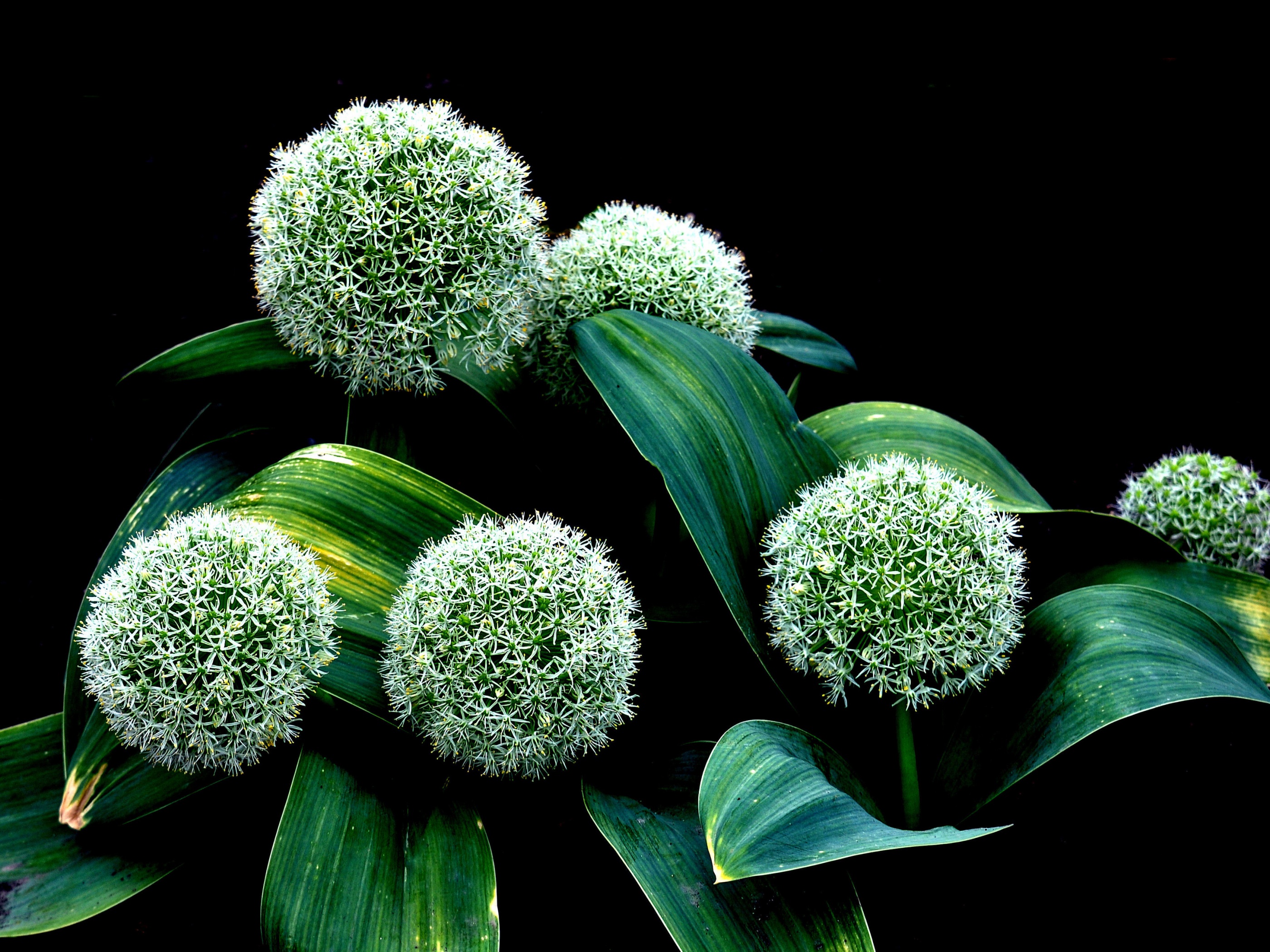 Plant Allium Karataviense