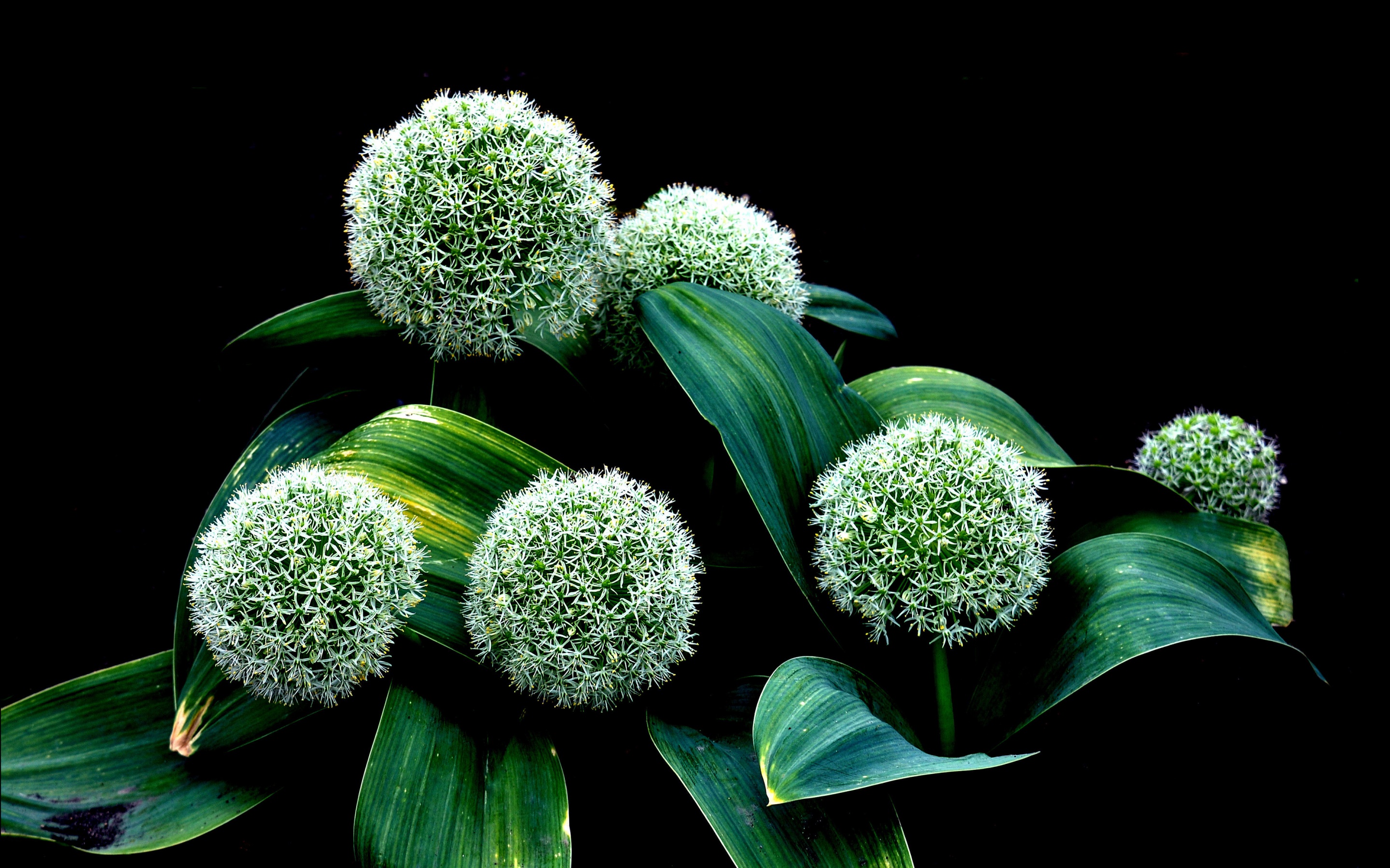 Plant Allium Karataviense