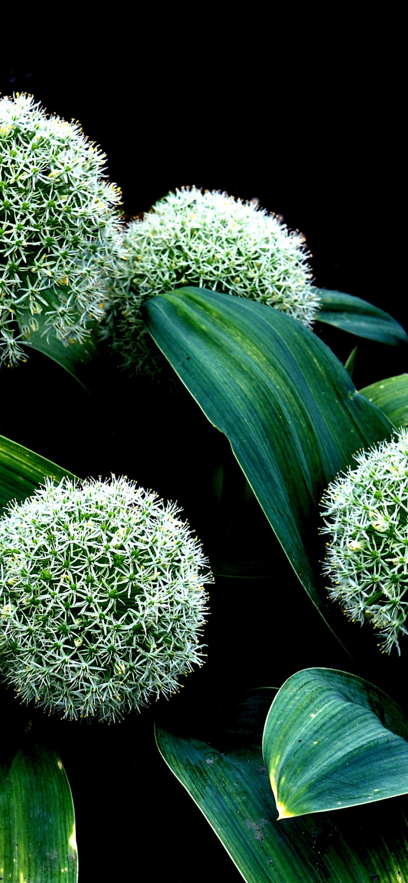 Plant Allium Karataviense