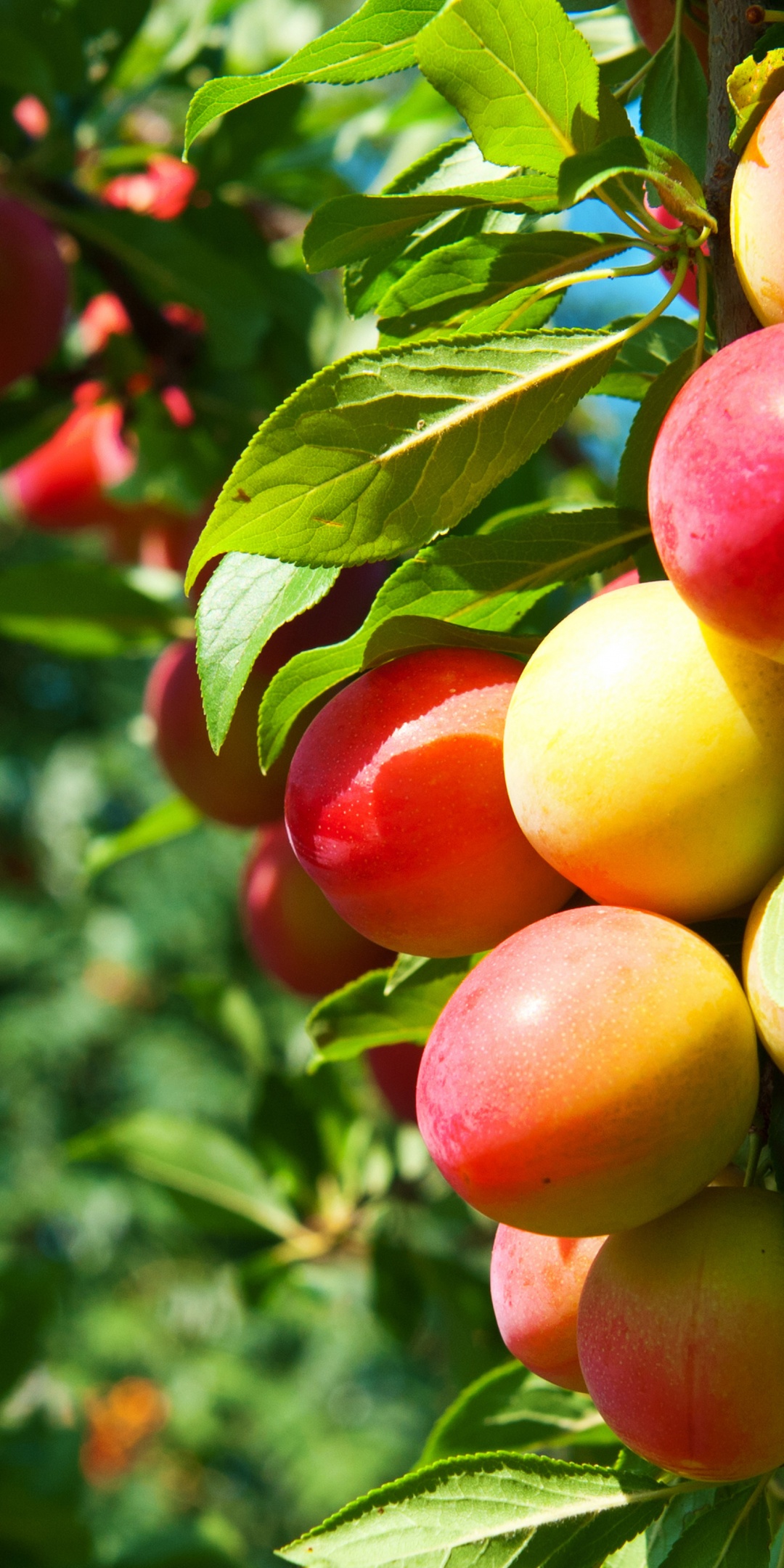 Plums On Branches