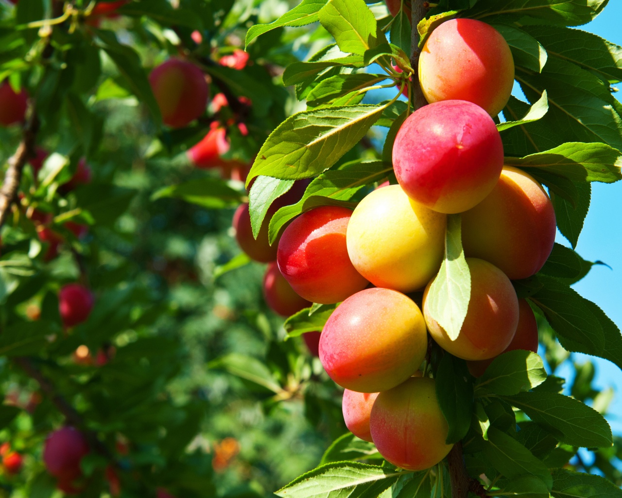 Plums On Branches