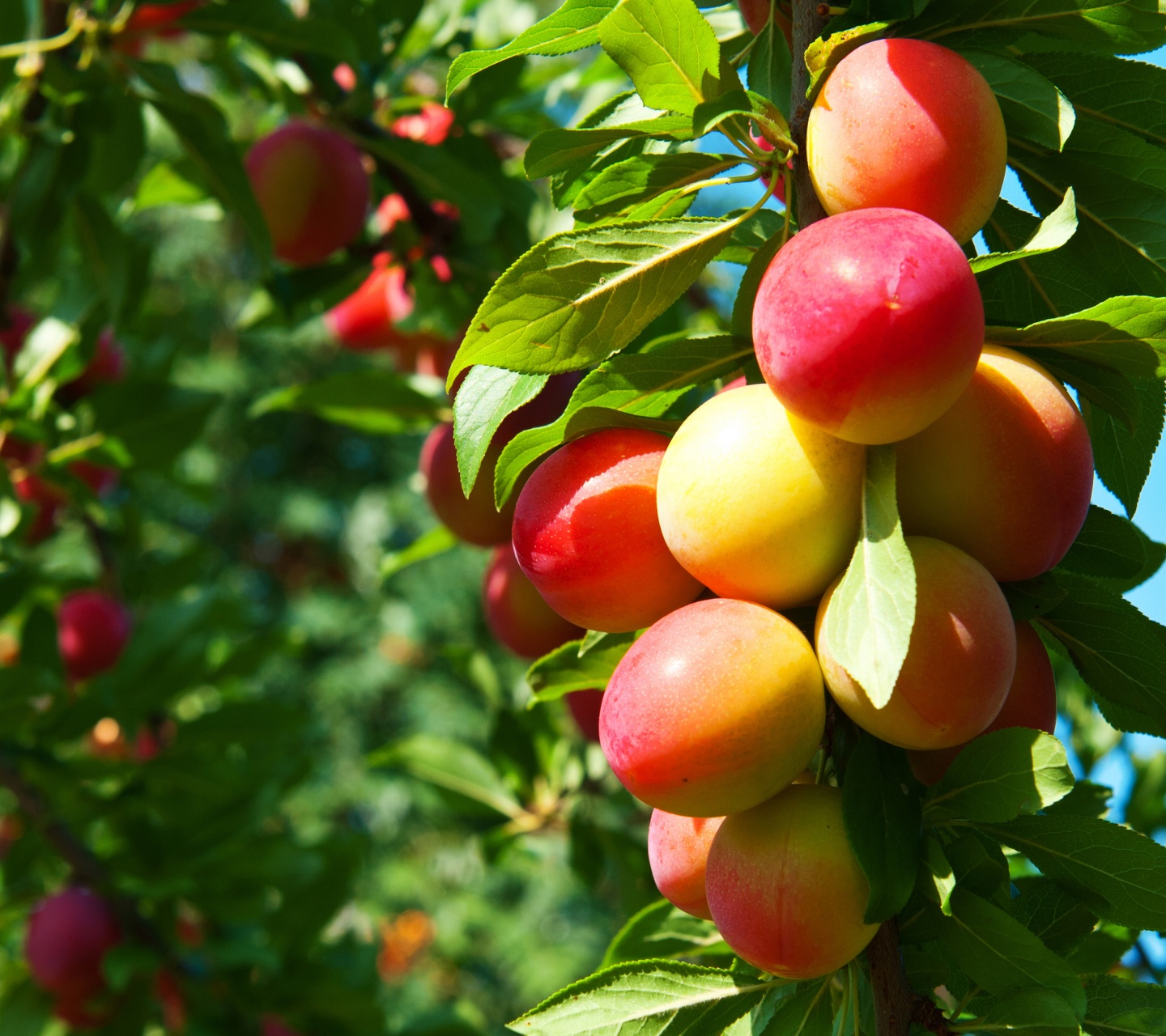 Plums On Branches