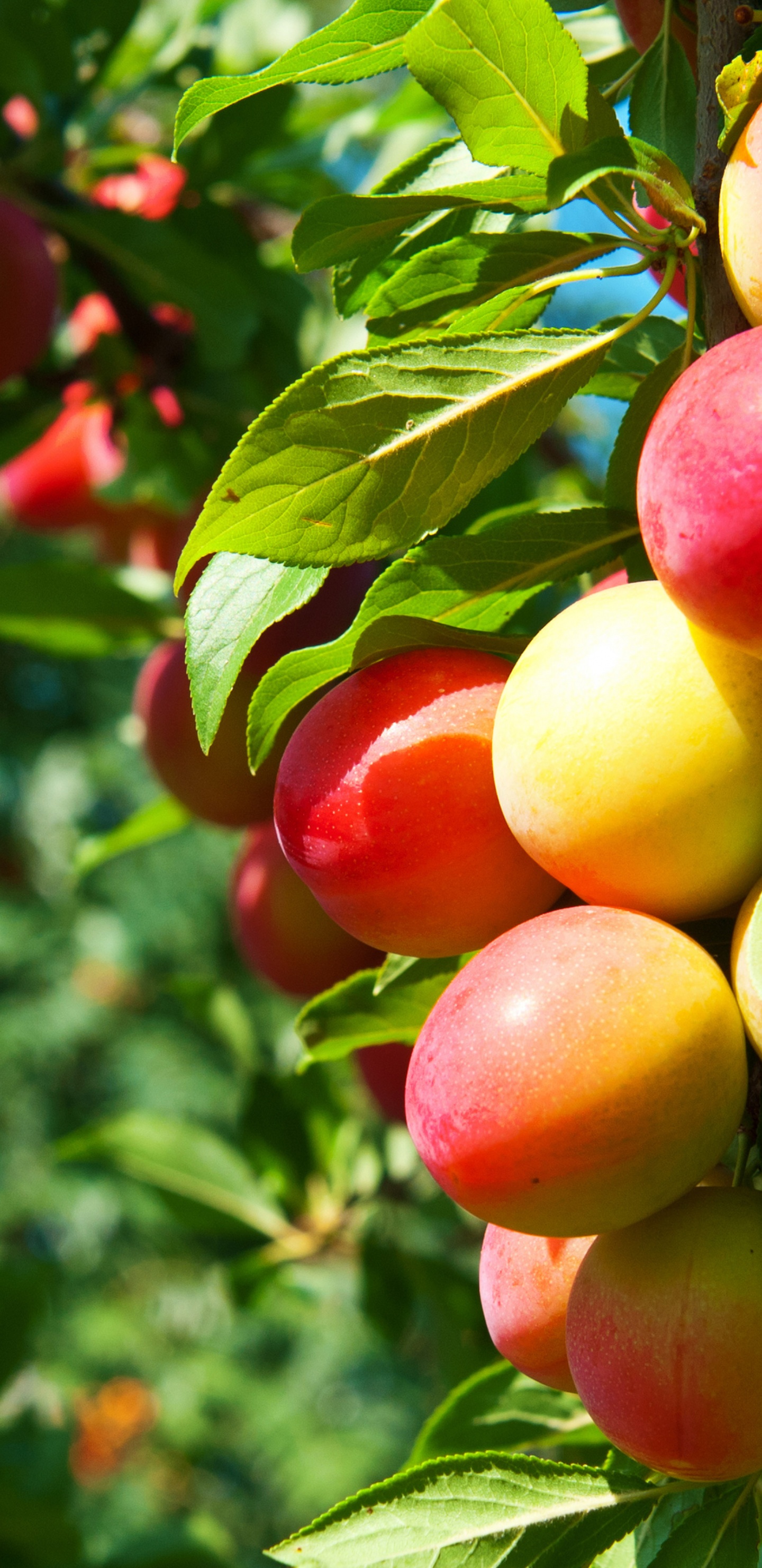 Plums On Branches