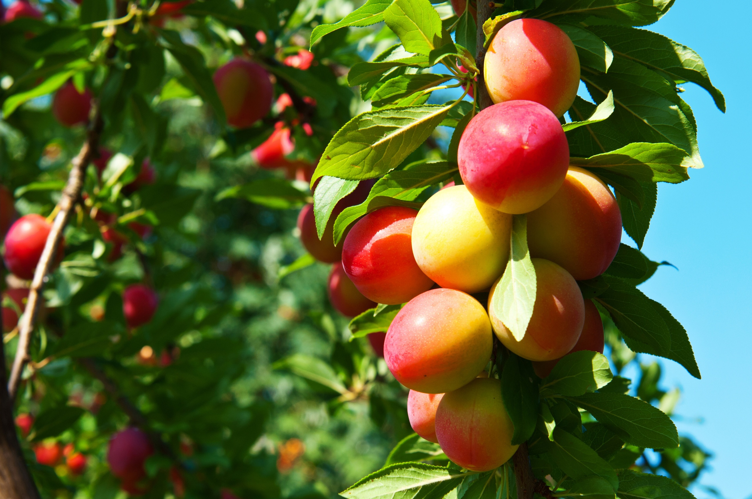 Plums On Branches