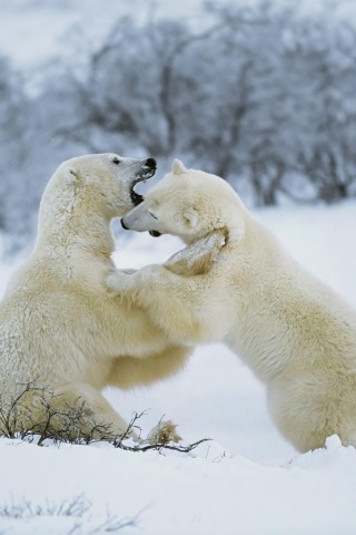 Polar Bear 1