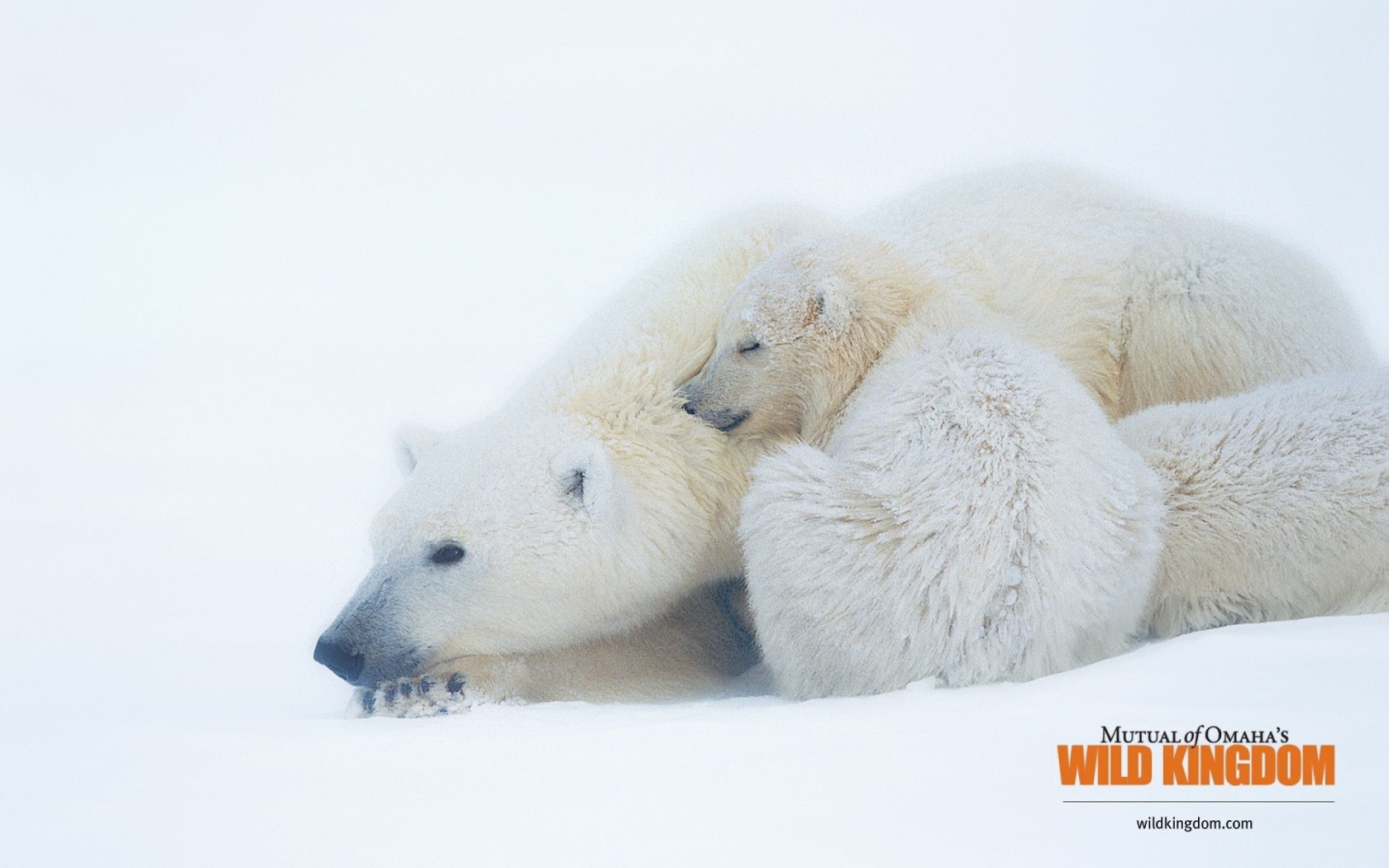 Polar Bears