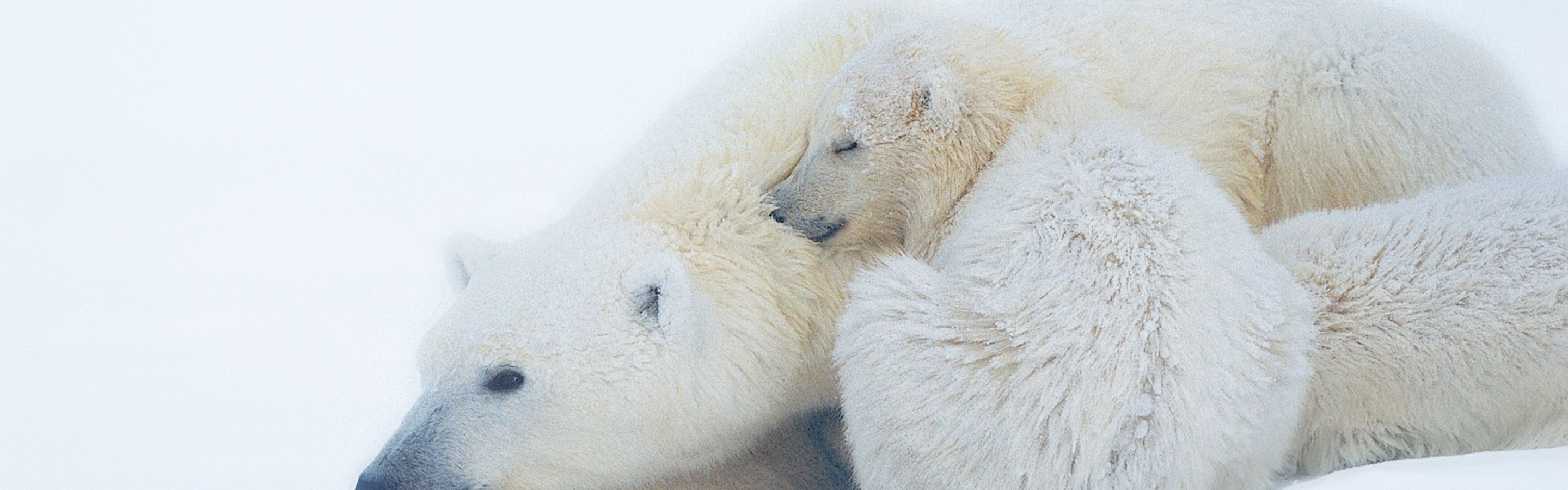 Polar Bears