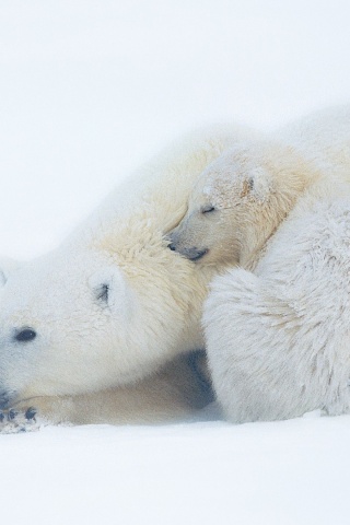 Polar Bears