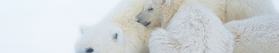 Polar Bears