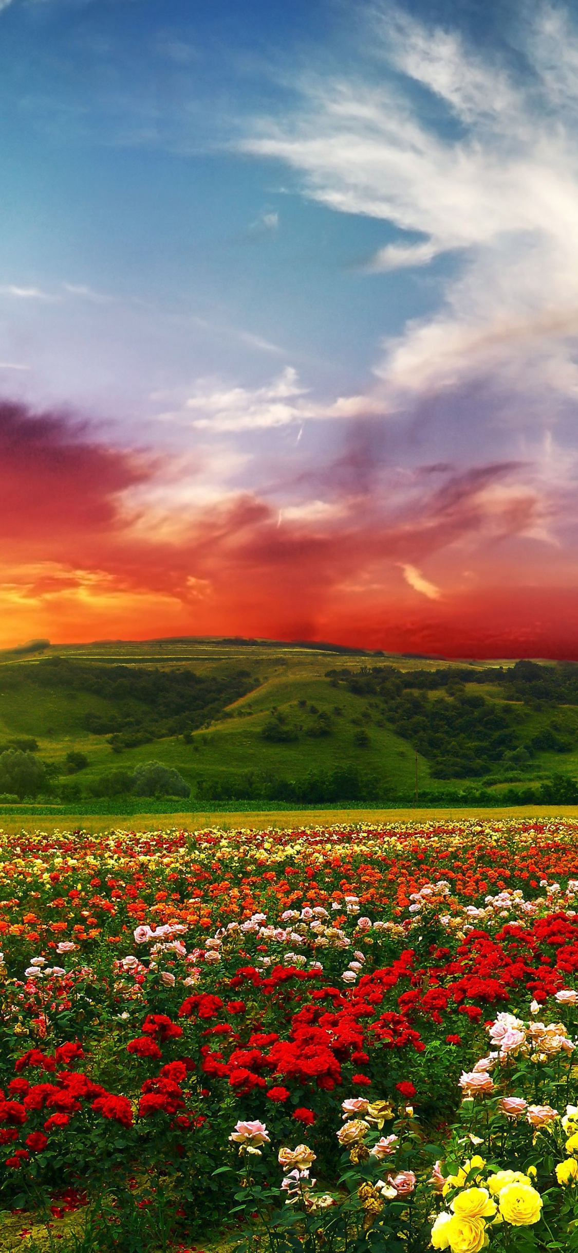 Psychedelic Floral Fields