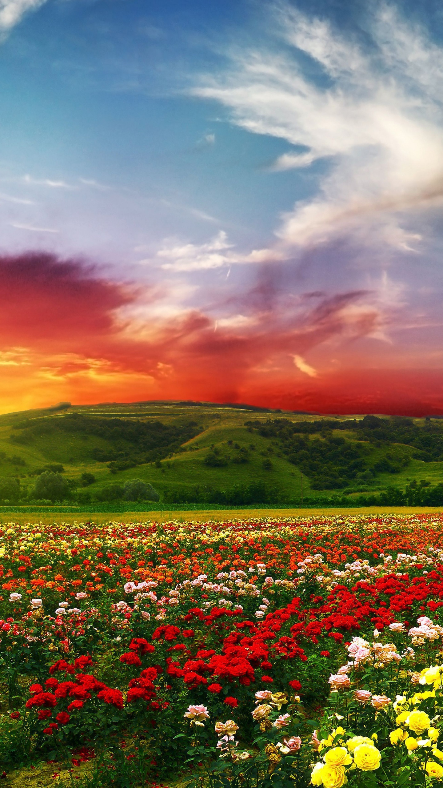 Psychedelic Floral Fields