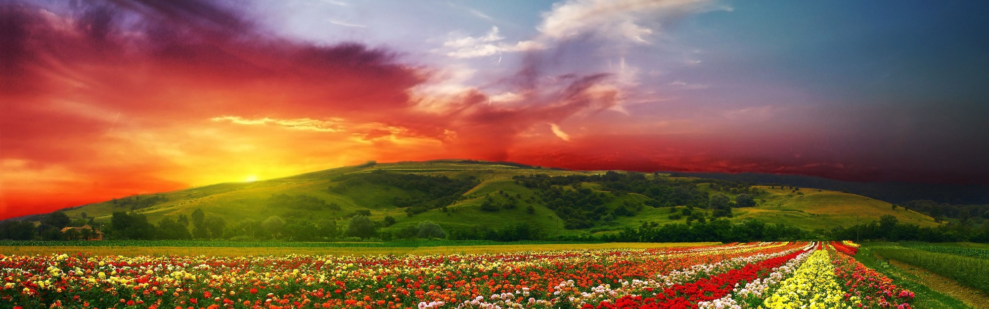 Psychedelic Floral Fields