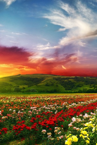 Psychedelic Floral Fields