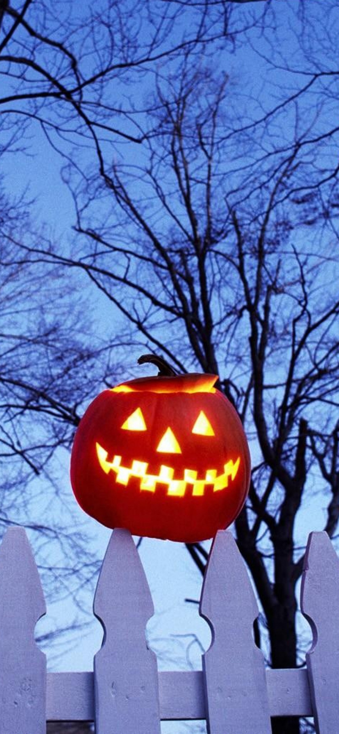 Pumpkin On Fence