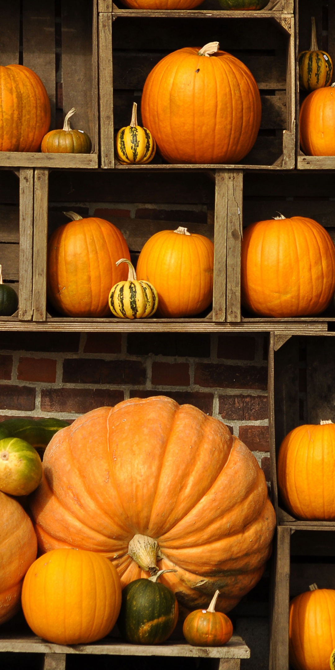 Pumpkins Autumn Art