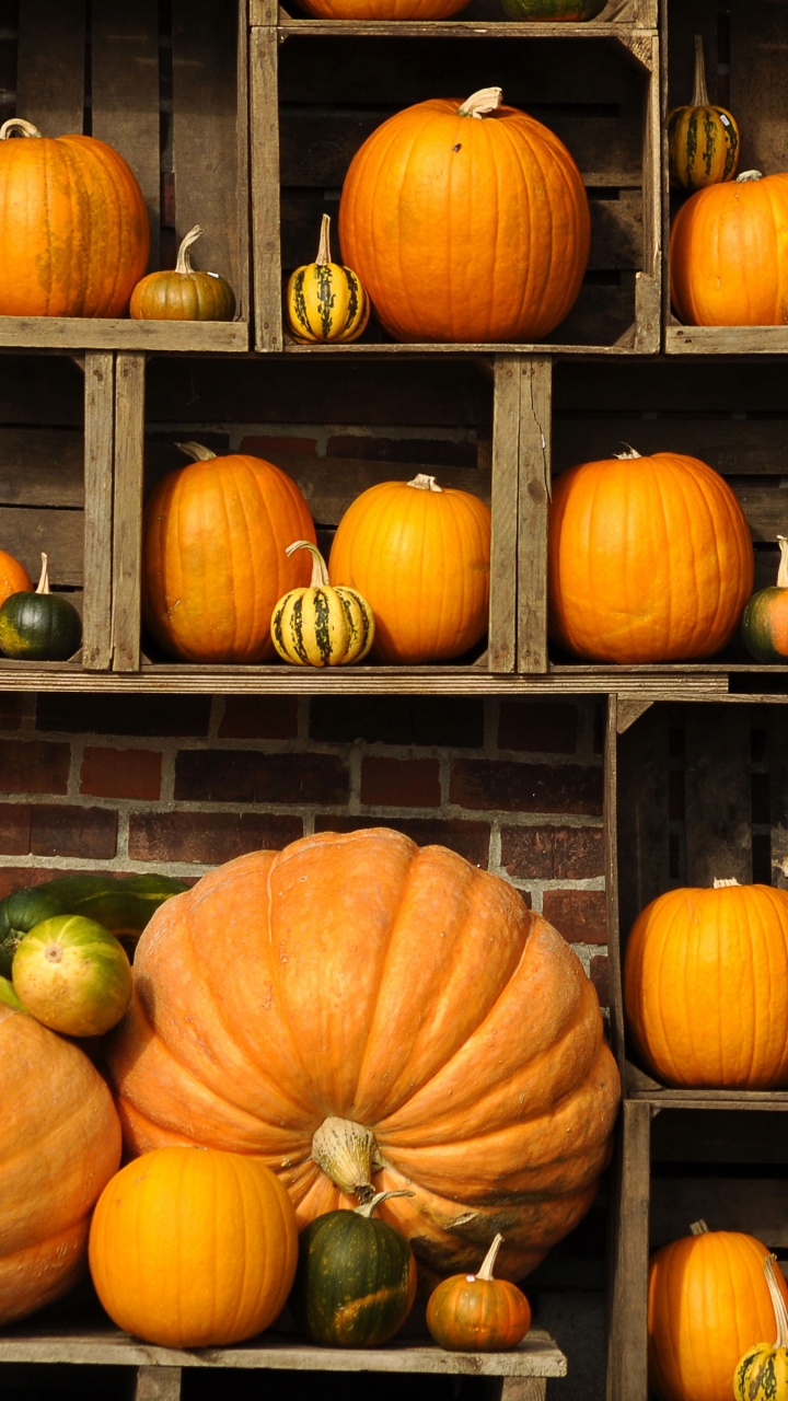 Pumpkins Autumn Art