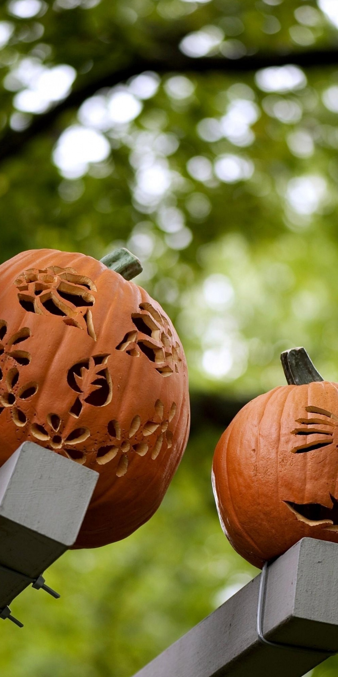 Pumpkins Carving Halloween