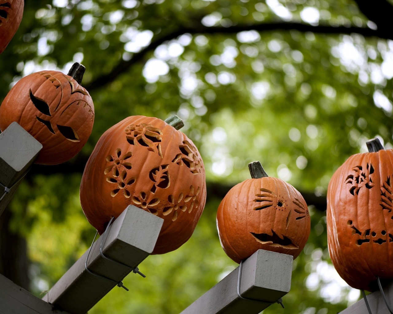 Pumpkins Carving Halloween