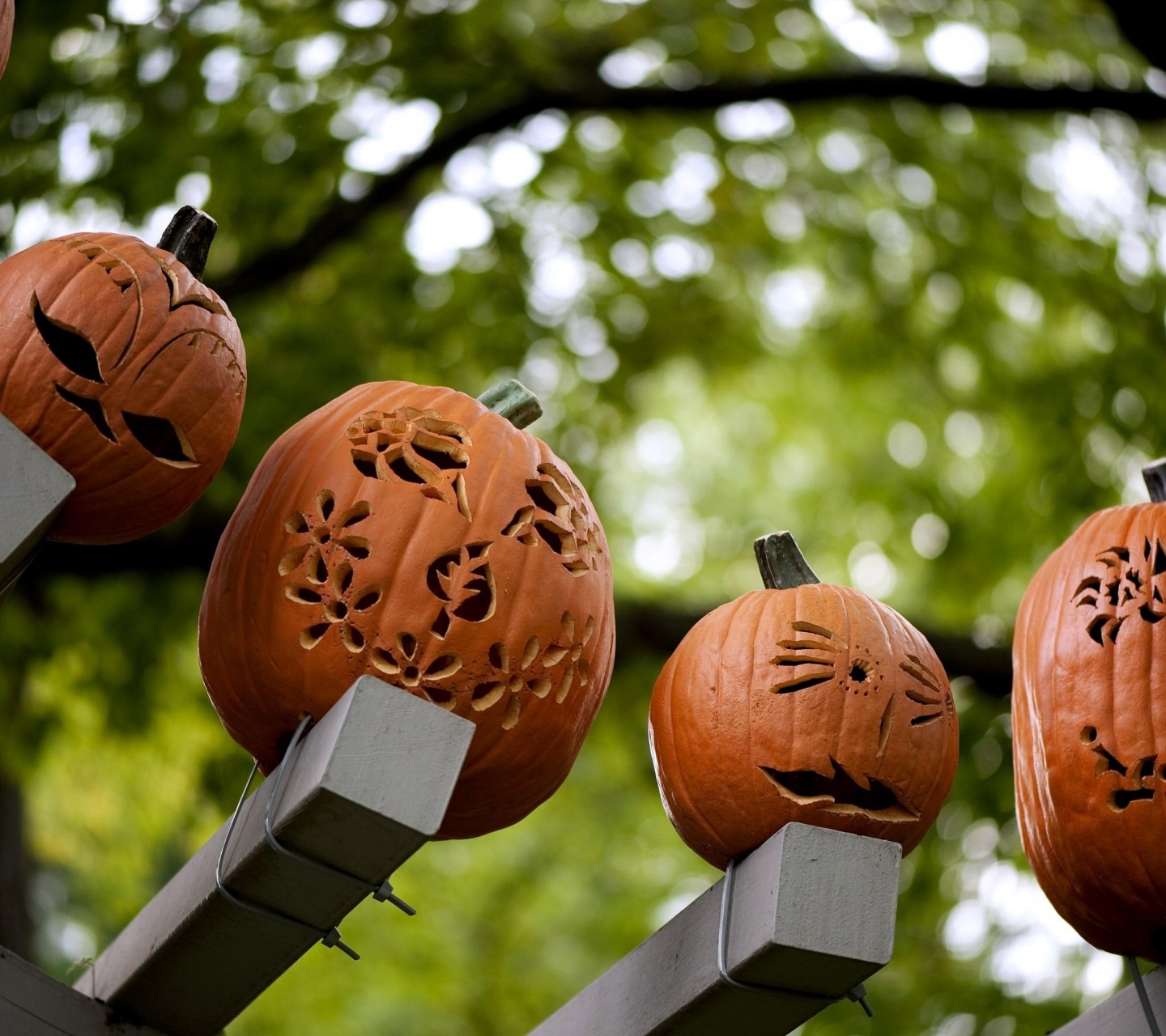 Pumpkins Carving Halloween