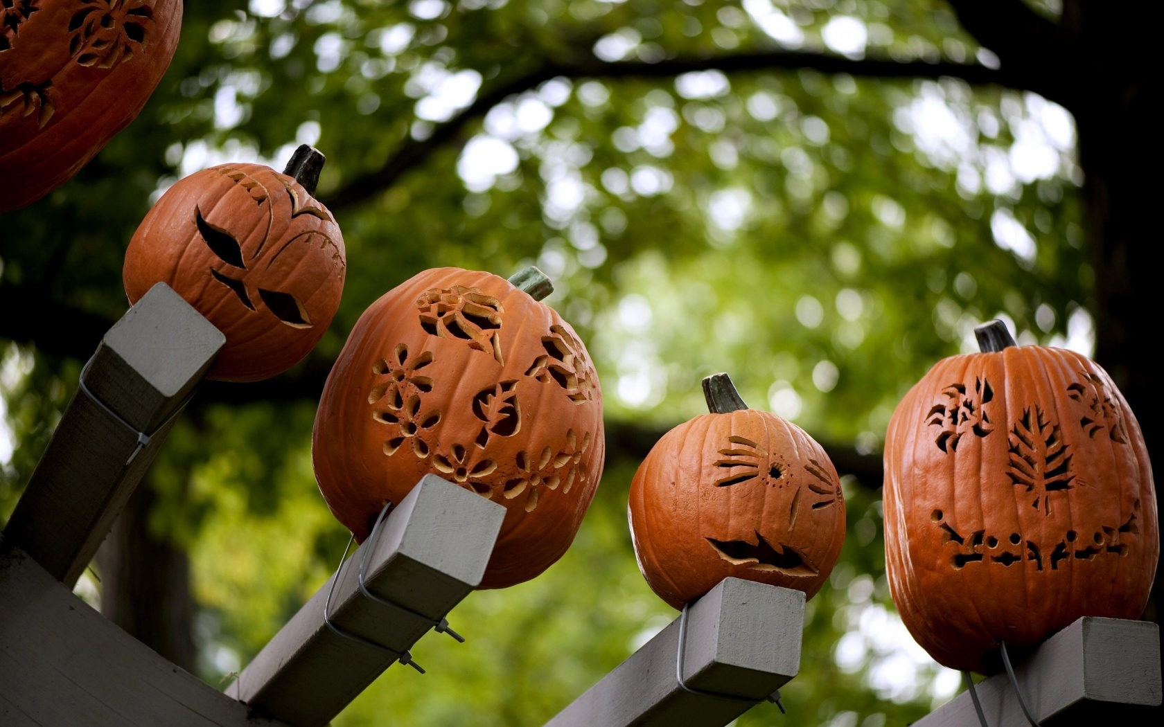 Pumpkins Carving Halloween