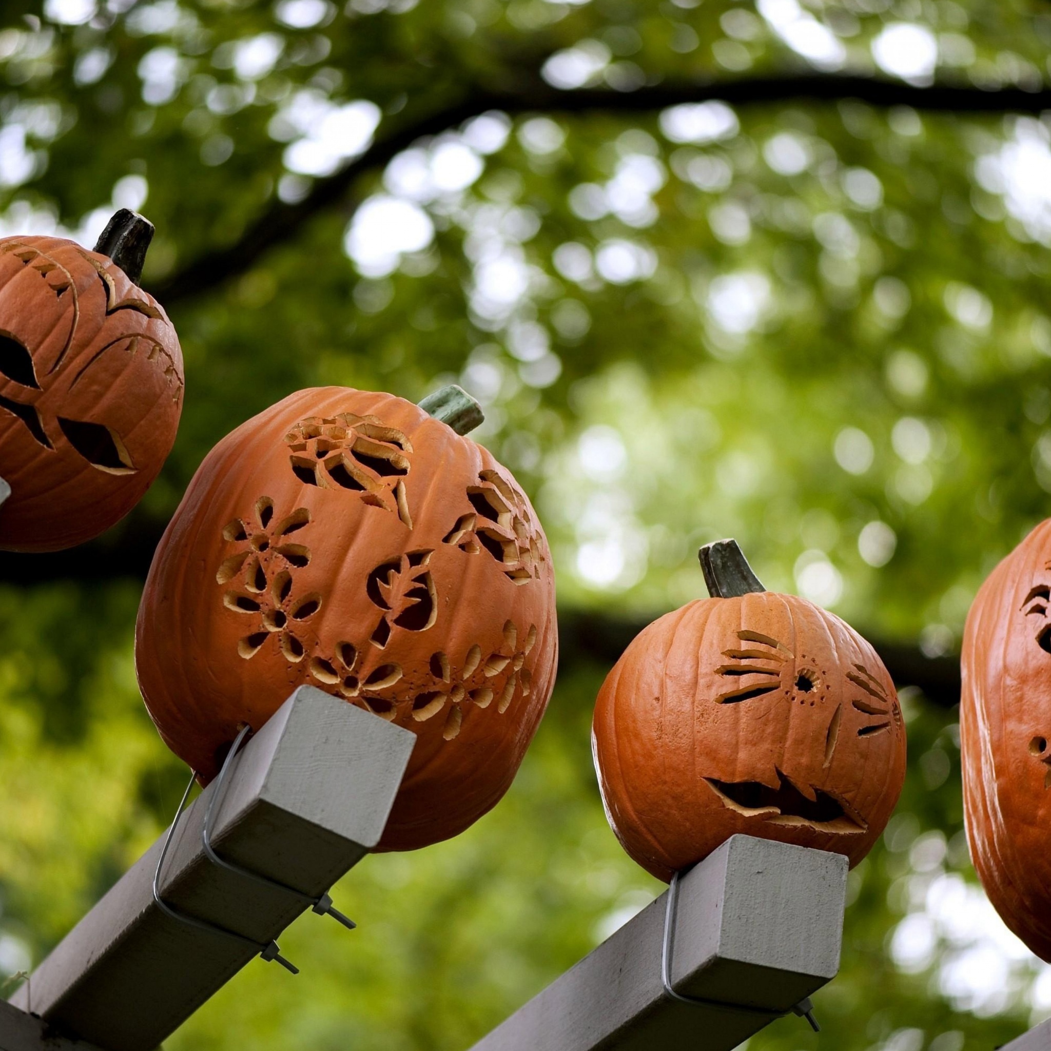 Pumpkins Carving Halloween