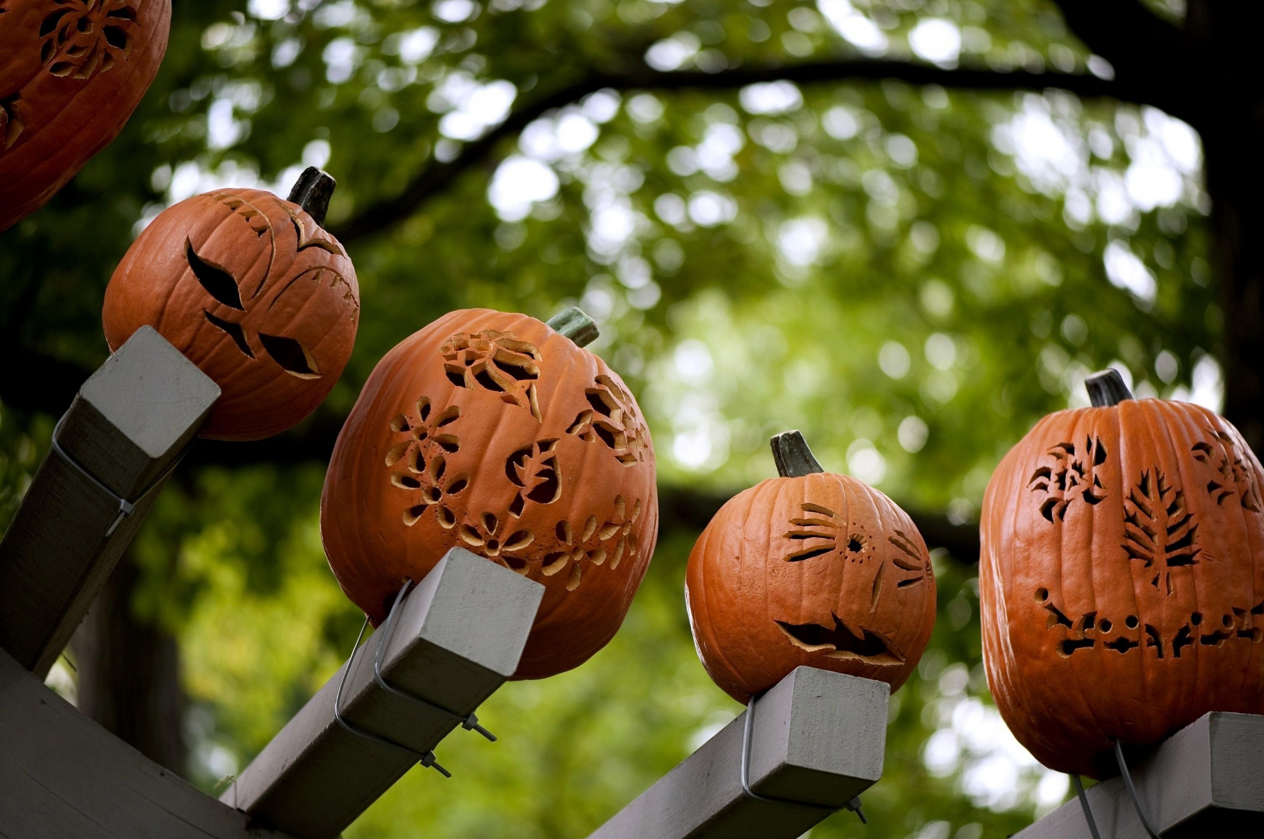 Pumpkins Carving Halloween