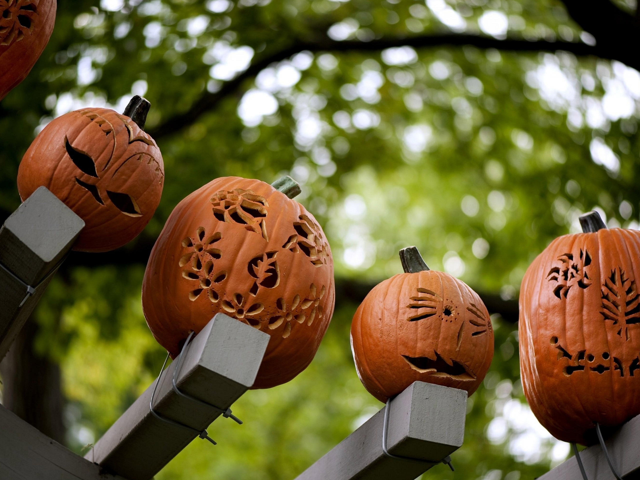 Pumpkins Carving Halloween