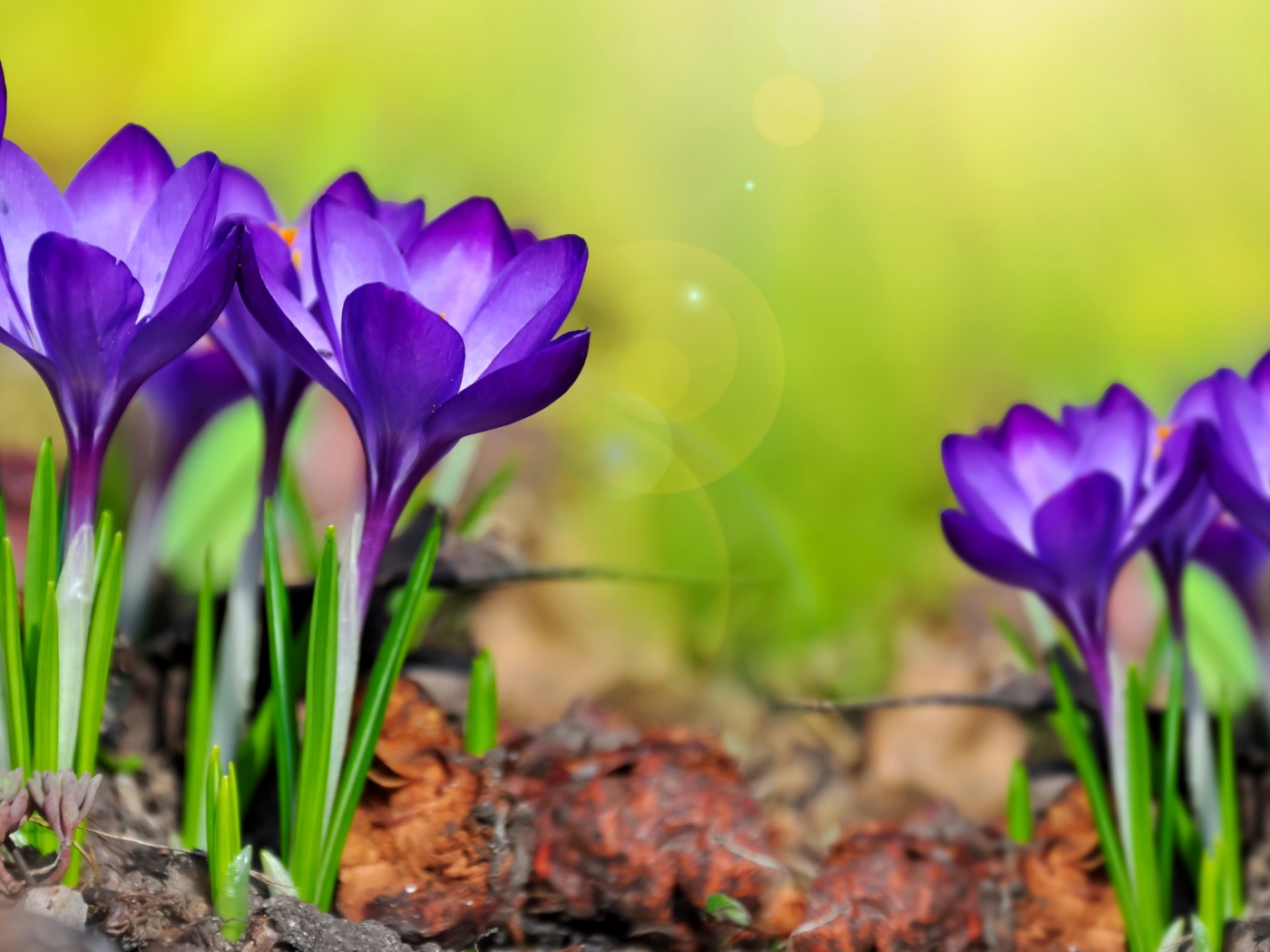 Purple Crocuses Spring Flowers