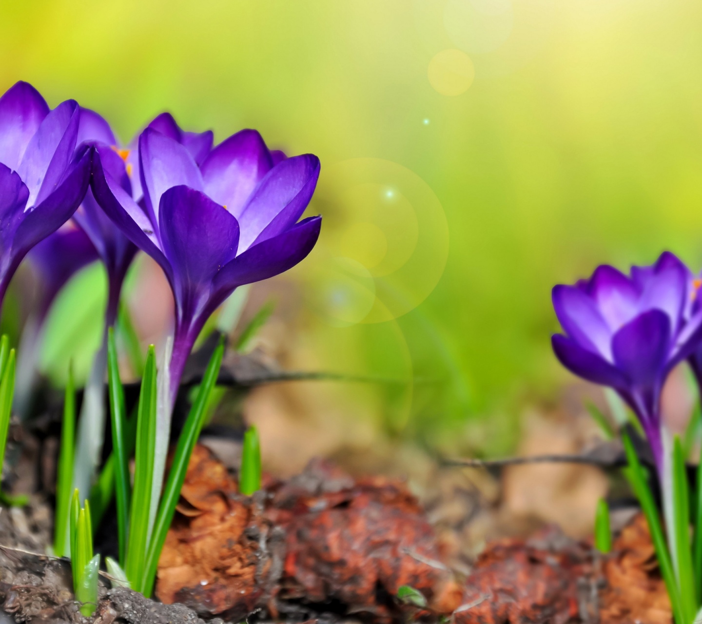 Purple Crocuses Spring Flowers