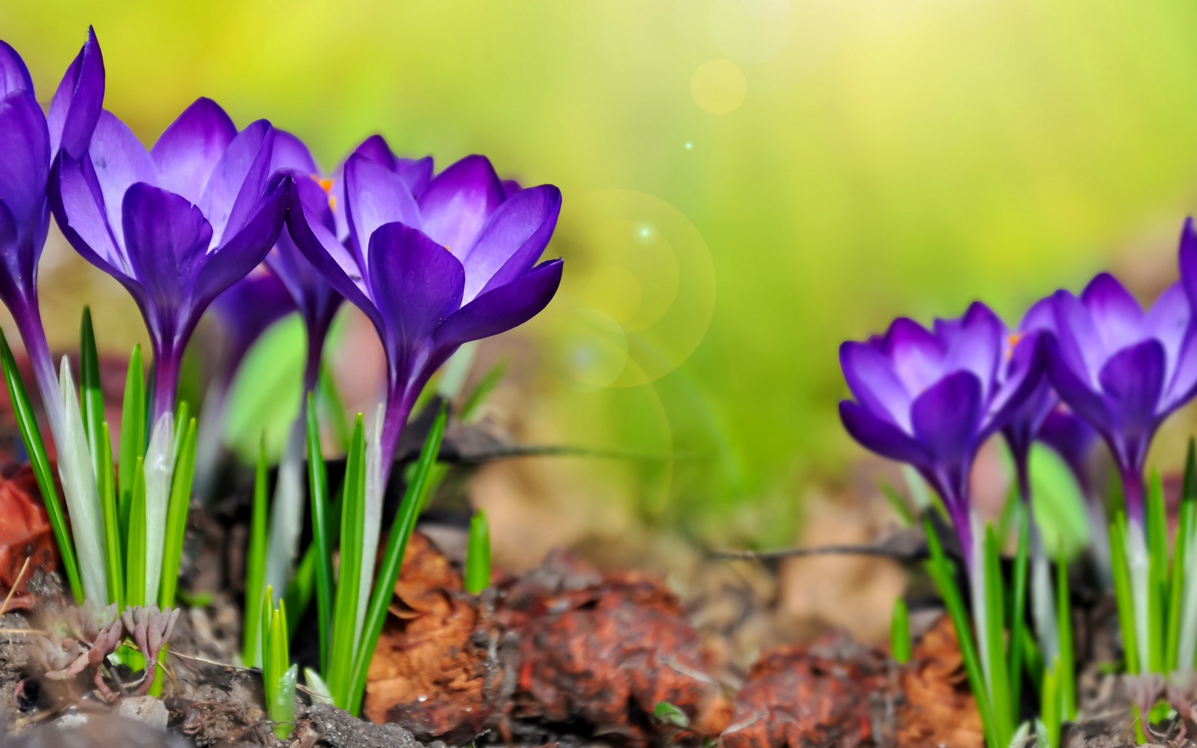 Purple Crocuses Spring Flowers