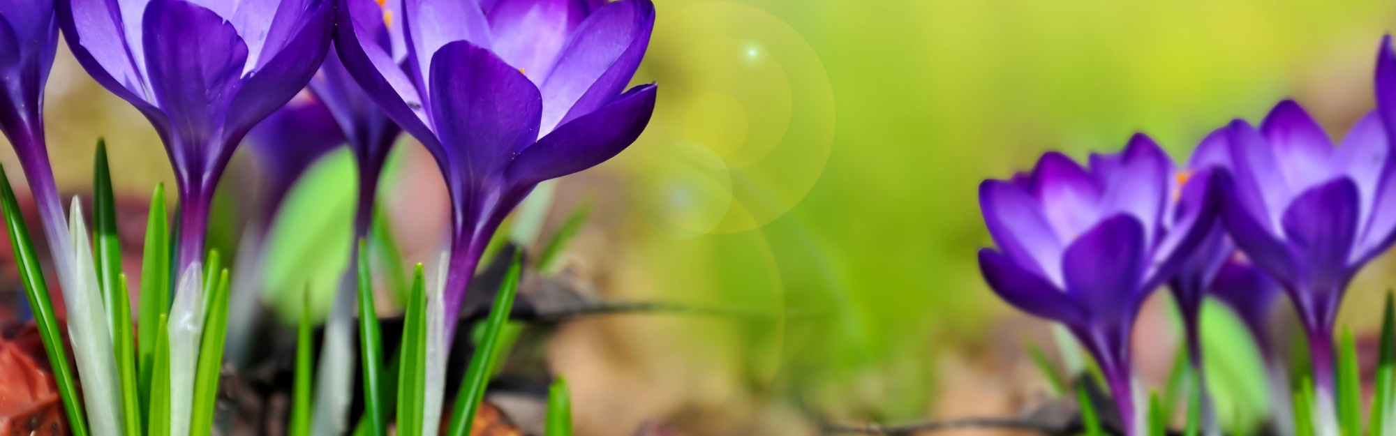 Purple Crocuses Spring Flowers