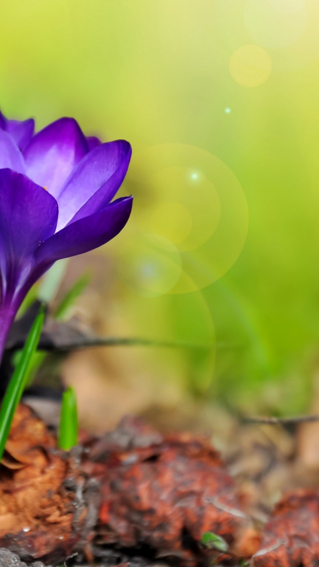 Purple Crocuses Spring Flowers