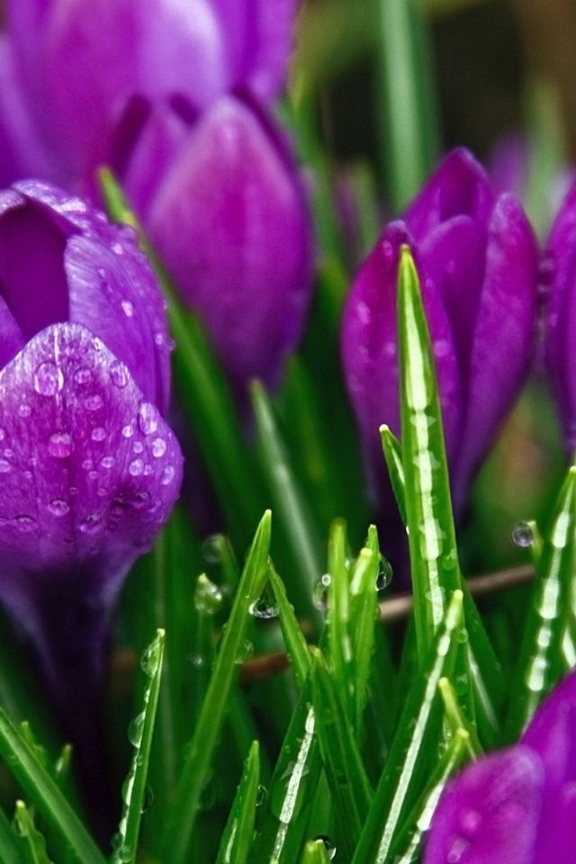 Purple Flowers Plants Nature