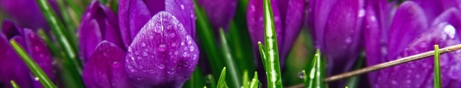 Purple Flowers Plants Nature