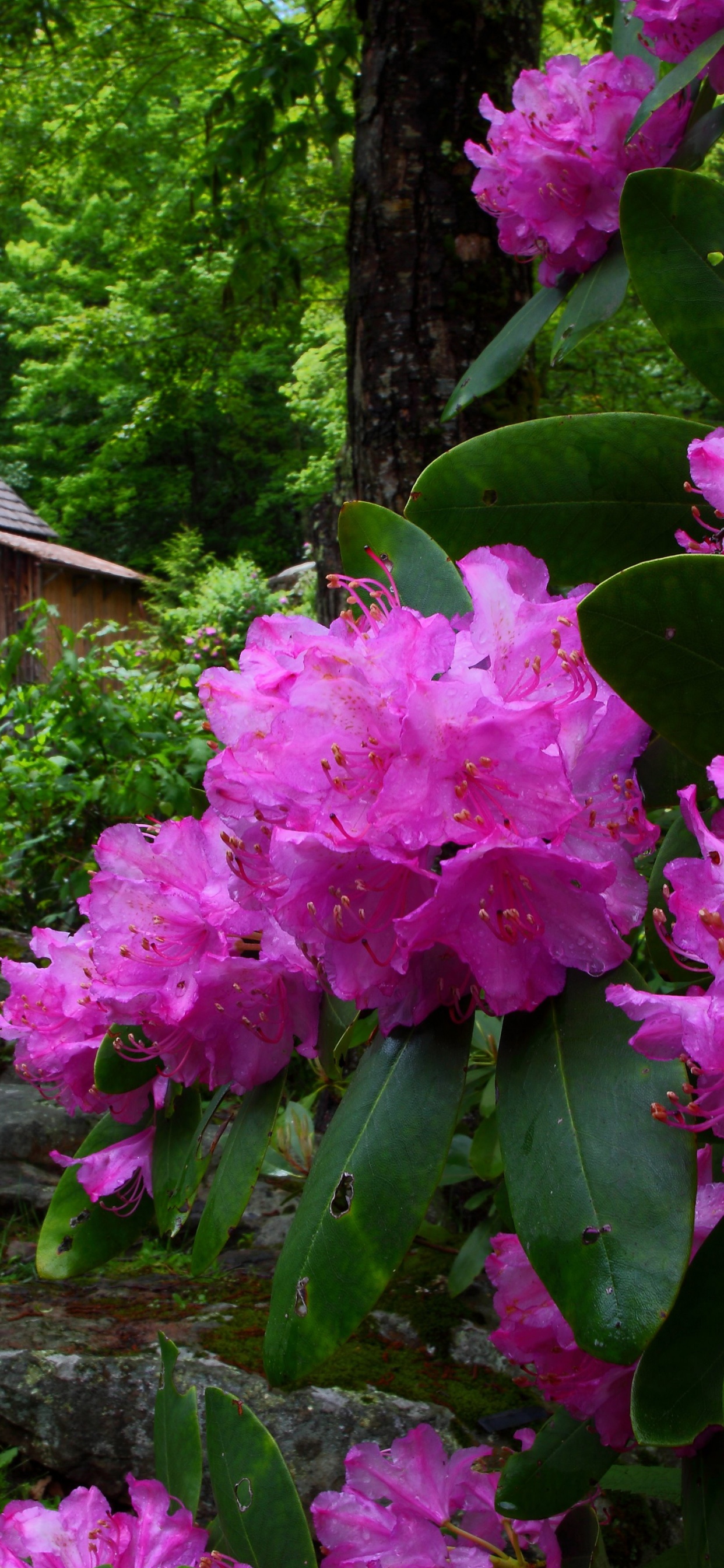 Purple Flowers Spring Nature