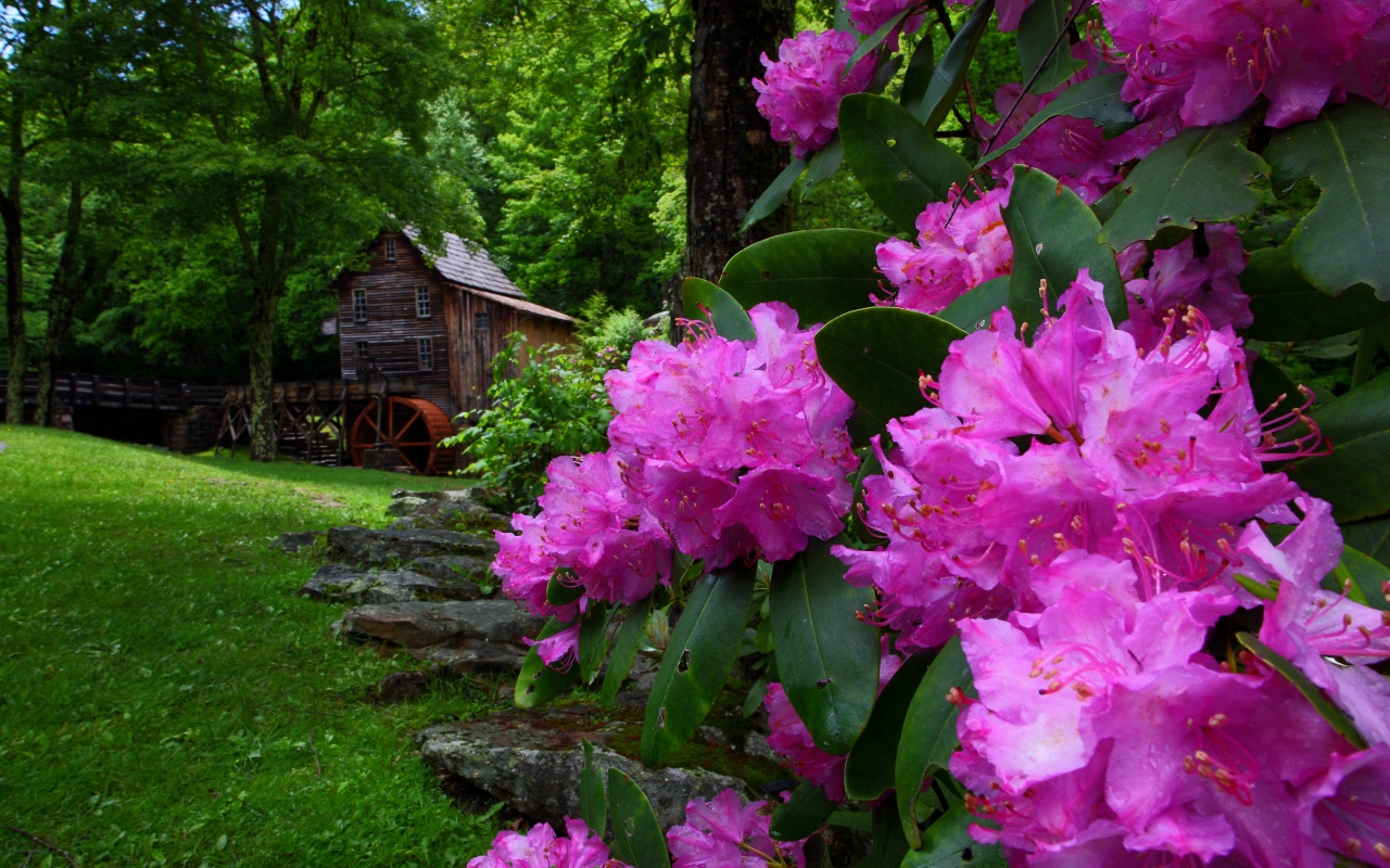 Purple Flowers Spring Nature