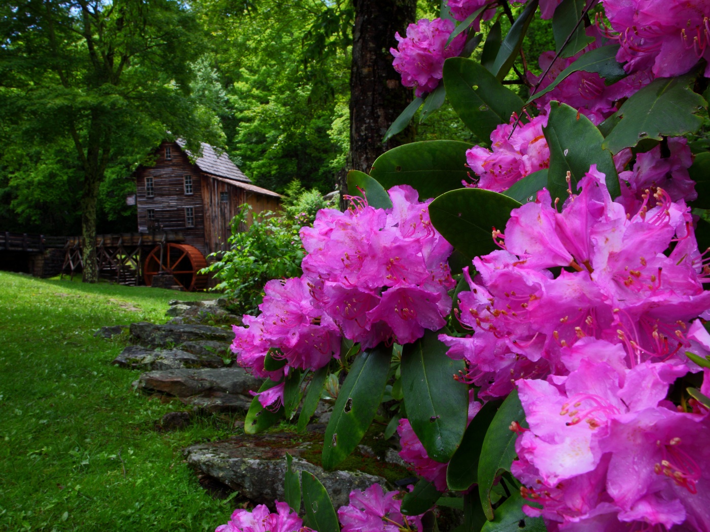 Purple Flowers Spring Nature