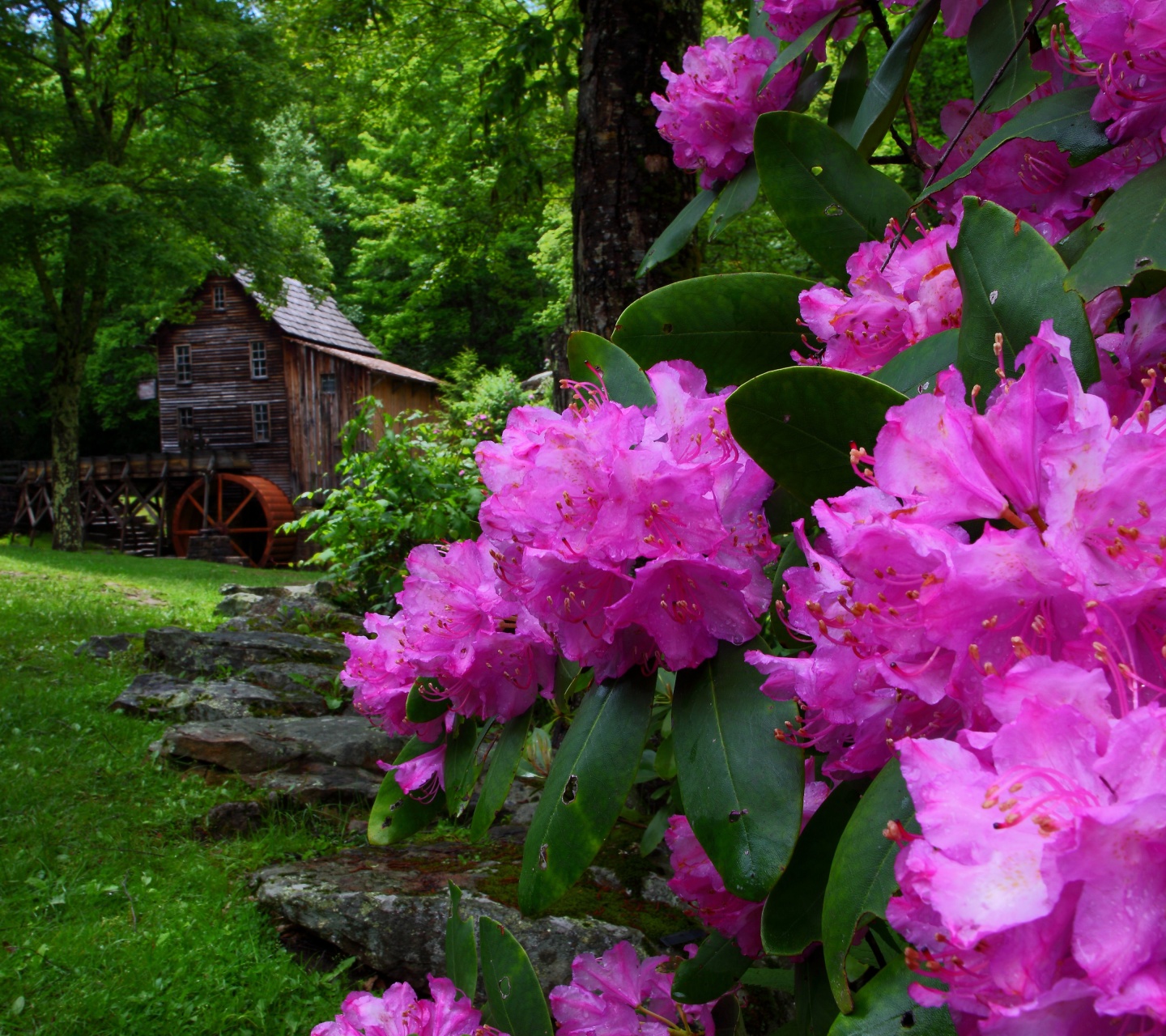 Purple Flowers Spring Nature