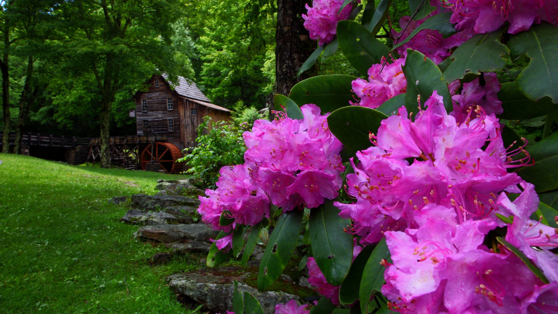 Purple Flowers Spring Nature