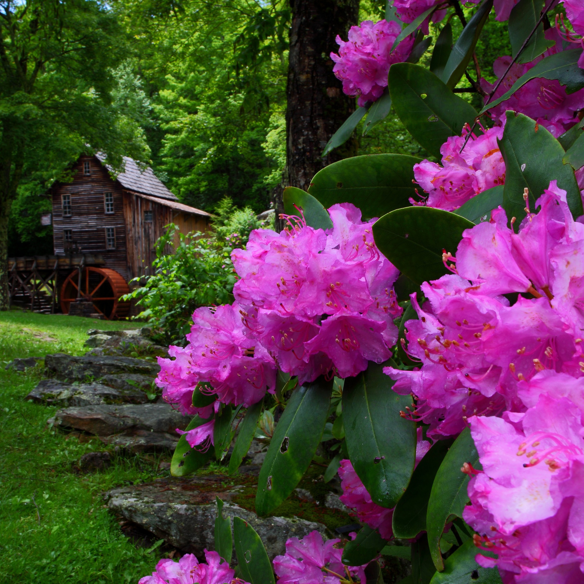 Purple Flowers Spring Nature