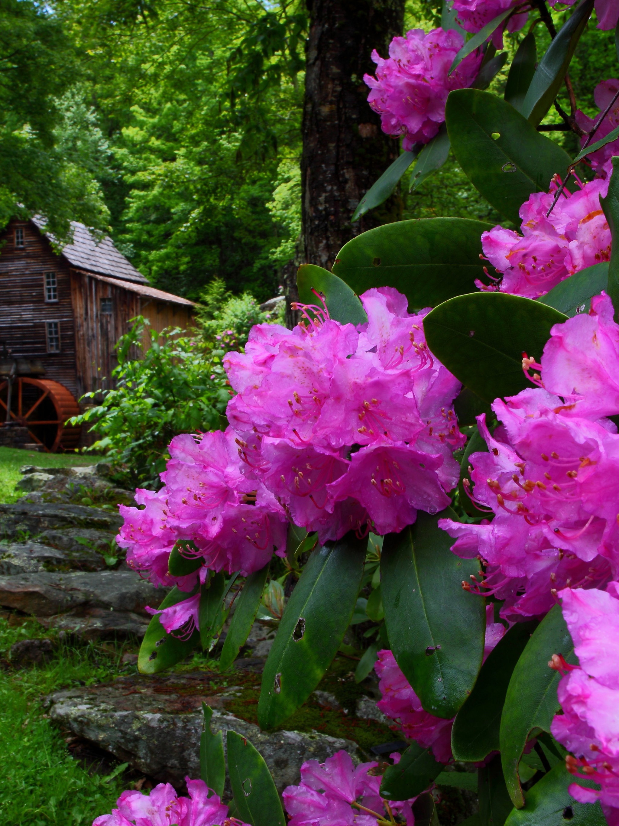 Purple Flowers Spring Nature