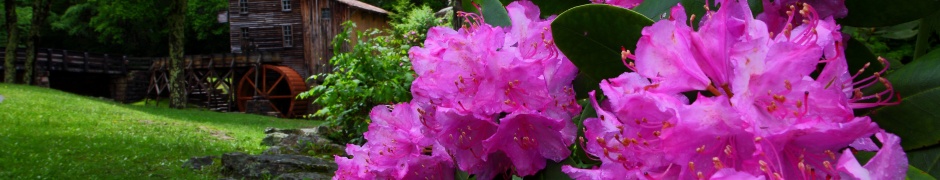 Purple Flowers Spring Nature